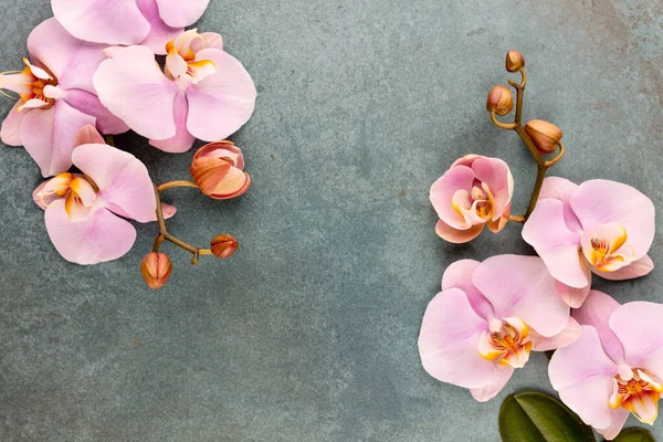 Rózsaszín Orchidea Téma Objektumok Pasztell Háttér — Stock Fotó