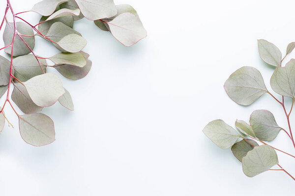 Green leaves eucalyptus on pastel background. flat lay, top view.