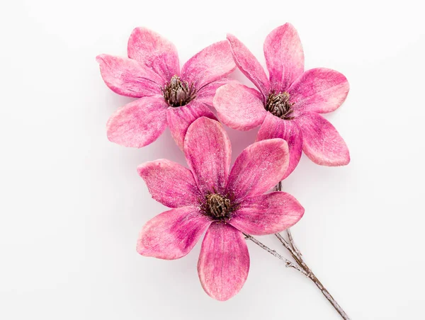 白い背景に孤立したピンクのマグノリアの花の花束 コピースペース トップビュー フラットレイアウト — ストック写真