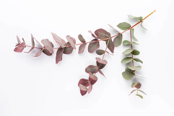 Eukalyptussammansättning Mönster Olika Rgglada Blommor Vit Bakgrund Platt Låg Stiil — Stockfoto