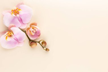 Pastel arkaplanda pembe orkide temalı nesneler.