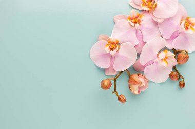 Pastel arkaplanda pembe orkide temalı nesneler.