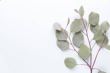 Pastel arka planda yeşil okaliptüs yaprakları. düz yatış, üst görünüm.