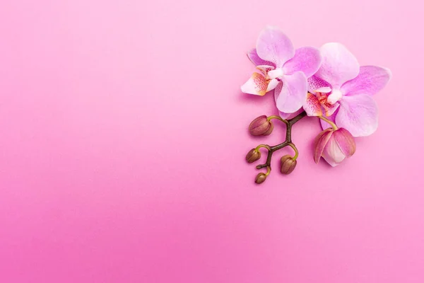 粉红兰花在油腻的背景上 温泉背景 — 图库照片