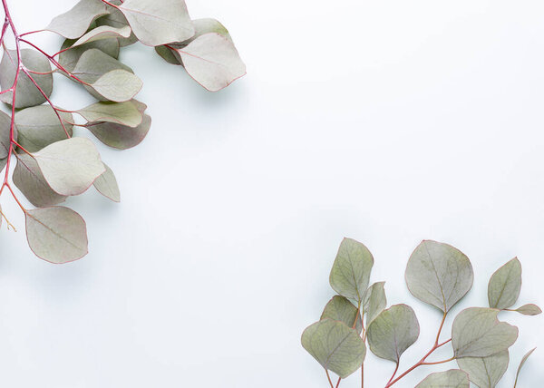 Green leaves eucalyptus on pastel background. flat lay, top view.