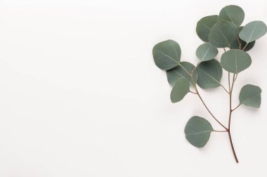 Pastel arka planda yeşil okaliptüs yaprakları. düz yatış, üst görünüm.