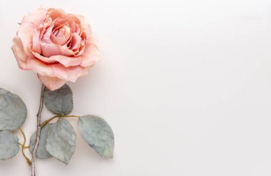 Pastel arka planda bir demet pembe gül. Kart kavramı, pastel renkler, resmi kapat, boşluğu kopyala.