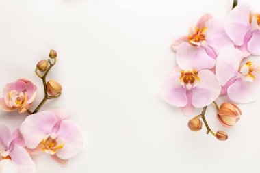 Pastel arkaplanda pembe orkide temalı nesneler.