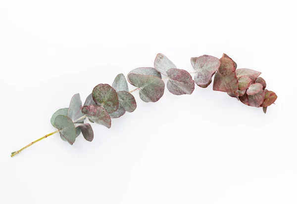 Eucalyptus Samenstelling Patroon Gemaakt Van Diverse Kleurrijke Bloemen Witte Achtergrond — Stockfoto