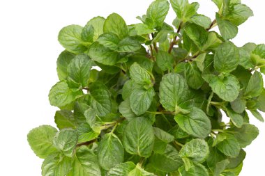 Maydanoz, fesleğen, salvija, yapraklar, kekik, beyaz arka planda naneli baharat..