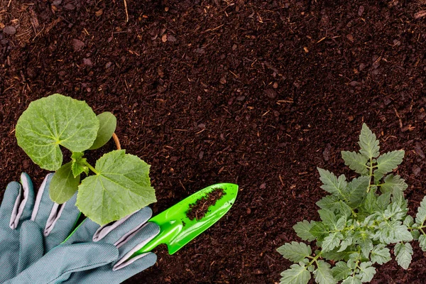 Wanita Menanam Bibit Muda Selada Salad Kebun Sayuran — Stok Foto