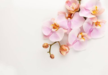 Pastel arkaplanda pembe orkide temalı nesneler.