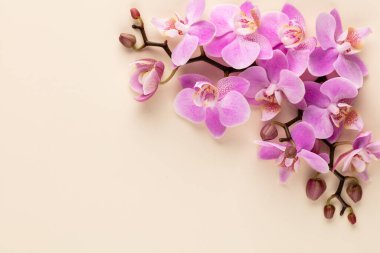 Pastel arkaplanda pembe orkide temalı nesneler.