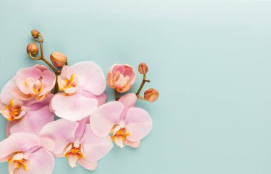 Pastel arkaplanda pembe orkide temalı nesneler.