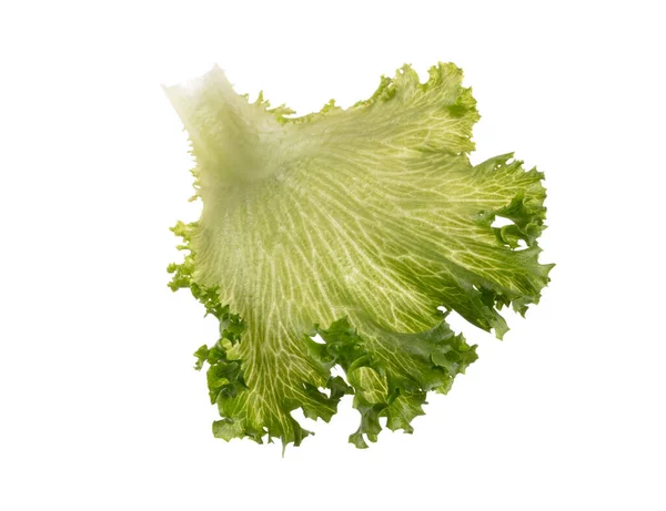 Salad Leaf Bio Lettuce Isolated White Background — Stock Photo, Image