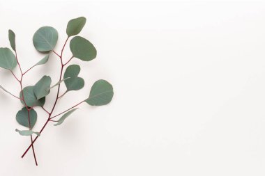 Pastel arka planda yeşil okaliptüs yaprakları. düz yatış, üst görünüm.