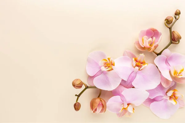 Pink Orchid Theme Objects Pastel Background — Stock Photo, Image