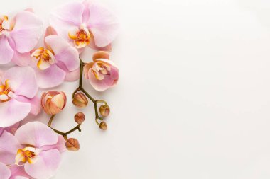 Pastel arkaplanda pembe orkide temalı nesneler.