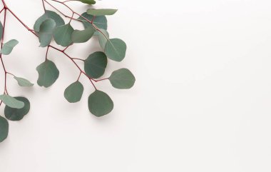 Pastel arka planda yeşil okaliptüs yaprakları. düz yatış, üst görünüm.