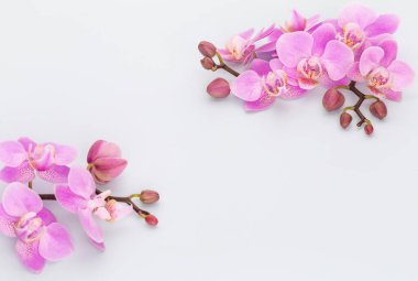 Pastel arkaplanda pembe orkide temalı nesneler.