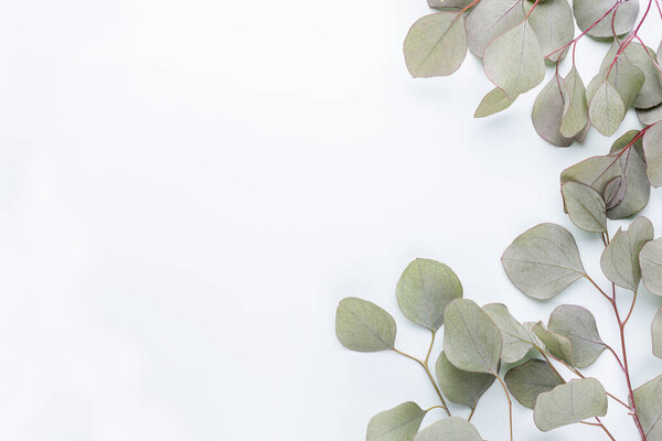 Green leaves eucalyptus on pastel background. flat lay, top view.
