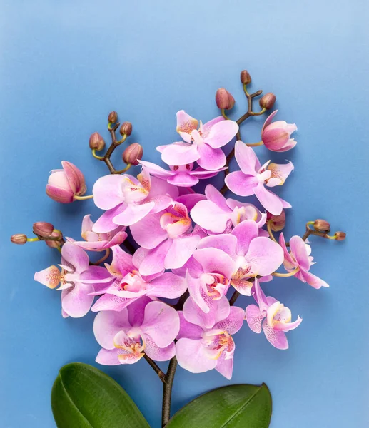 Różowa Orchidea Pastelowym Tle Tło Uzdrowiska — Zdjęcie stockowe