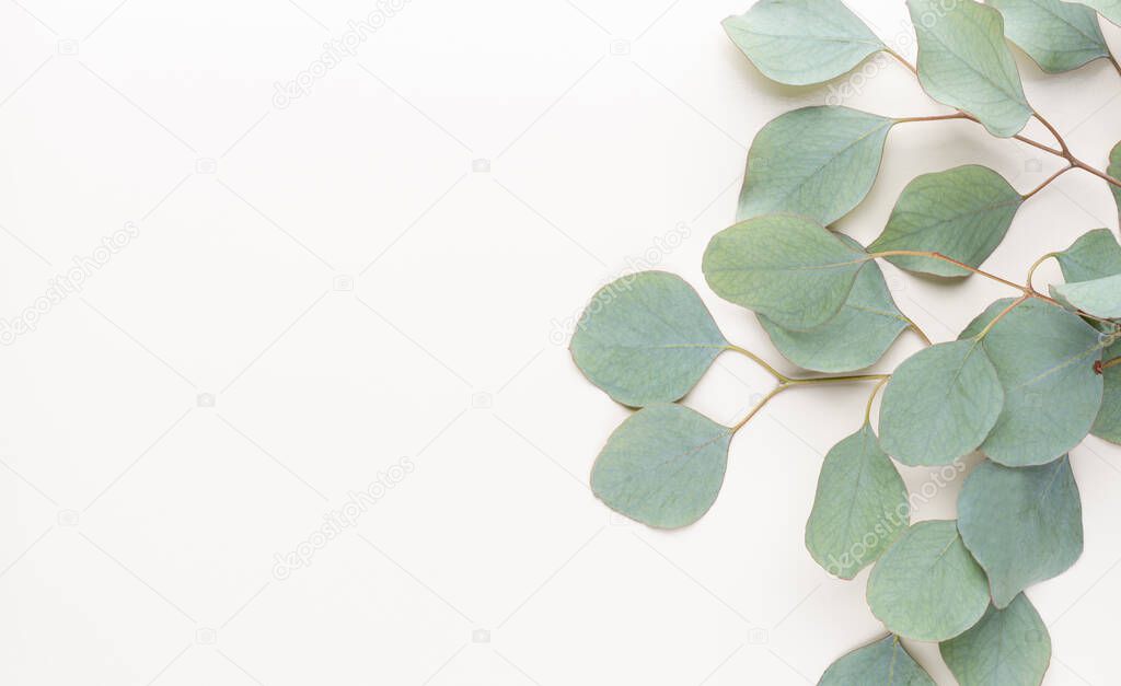 Green leaves eucalyptus on pastel background. flat lay, top view.