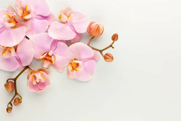 Objetos Tema Orquídea Rosa Sobre Fondo Pastel —  Fotos de Stock