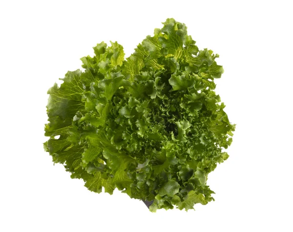 Hoja Ensalada Lechuga Bio Aislada Sobre Fondo Blanco — Foto de Stock