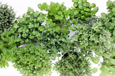 Beyaz arka planda izole edilmiş çeşitli taze otlar. Marjoram, maydanoz, fesleğen, biberiye, kekik, adaçayı.