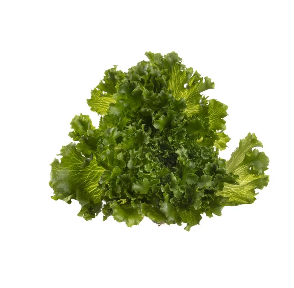Saladeblad Bio Sla Geïsoleerd Witte Achtergrond — Stockfoto