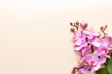 Pastel arka planda pembe orkide. Spa arkaplanı.