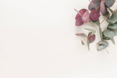 Okaliptüs kompozisyonu. Beyaz arka planda çeşitli renkli çiçeklerden oluşan desen. Düz yaşam stiil yatıyordu.