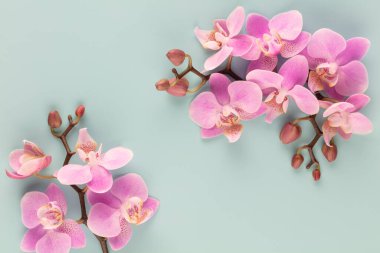 Pastel arkaplanda pembe orkide temalı nesneler.
