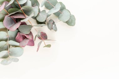 Okaliptüs kompozisyonu. Beyaz arka planda çeşitli renkli çiçeklerden oluşan desen. Düz yaşam stiil yatıyordu.