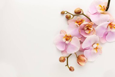 Pastel arkaplanda pembe orkide temalı nesneler.