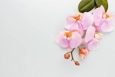 Pastel arkaplanda pembe orkide temalı nesneler.