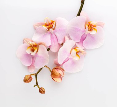 Pastel arkaplanda pembe orkide temalı nesneler.