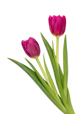 Beyaz arka planda leylak rengi lale çiçeği. Aşk, Uluslararası Kadınlar Günü, Anneler Günü ve Sevgililer Günü konsepti.