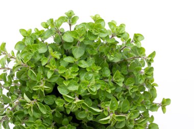 Maydanoz, fesleğen, salvija, yapraklar, kekik, beyaz arka planda naneli baharat..