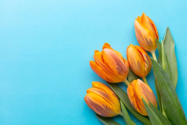 Orange Spring Tulips Colored Background — Stock Photo, Image
