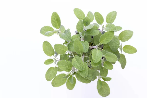 Salvia Plante Isolée Sur Fond Blanc Vue Dessus Modèle Pose — Photo