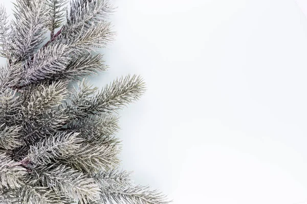 Var Sparren Tak Met Naalden Witte Achtergrond Een Dennentak Kerstspar — Stockfoto