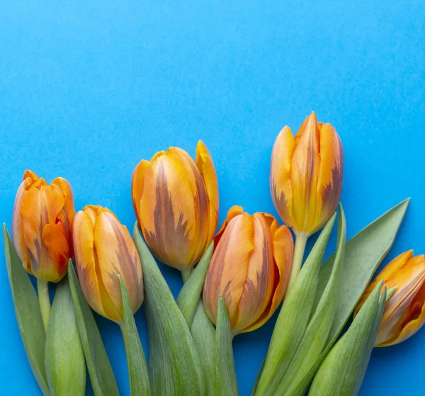 Orange Spring Tulips Colored Background — Stock Photo, Image