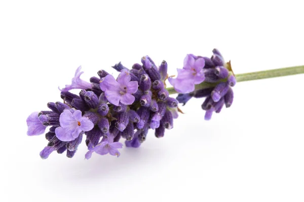 Lavendel Bloemen Bos Gebonden Geïsoleerd Witte Achtergrond — Stockfoto