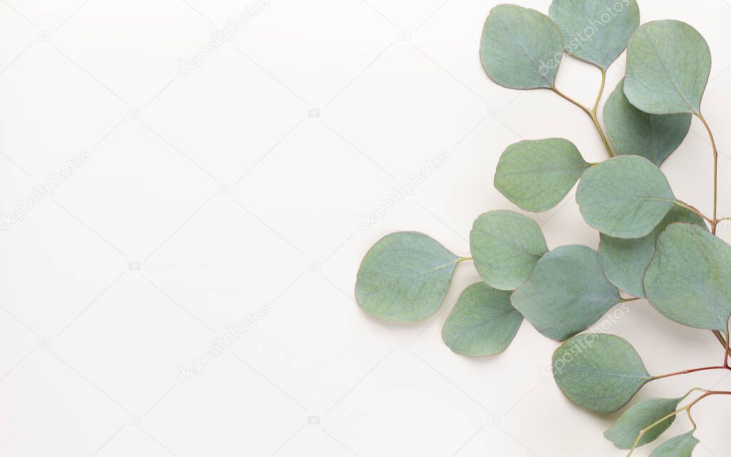 Green leaves eucalyptus on pastel background. flat lay, top view.
