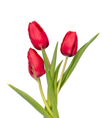 Beyaz arkaplanda kırmızı lale çiçeği izole edildi.