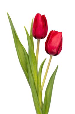 Beyaz arkaplanda kırmızı lale çiçeği izole edildi.