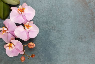 Pastel arkaplanda pembe orkide temalı nesneler.