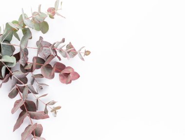 Okaliptüs kompozisyonu. Beyaz arka planda çeşitli renkli çiçeklerden oluşan desen. Düz yaşam stiil yatıyordu.